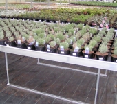 PICT0007.jpg