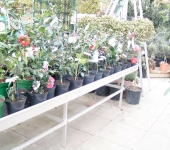 PICT0019.jpg